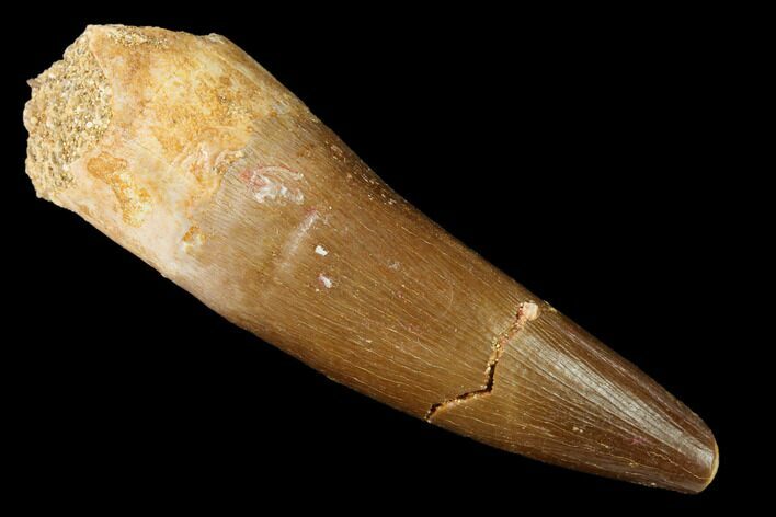 Fossil Plesiosaur (Zarafasaura) Tooth - Morocco #166716